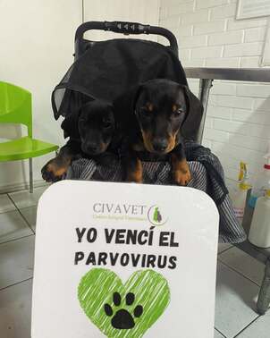 Ayer nos visitaron nuestros amados salchis Bolt y Rocky. Estos bellos cachorros estuvieron en Ci