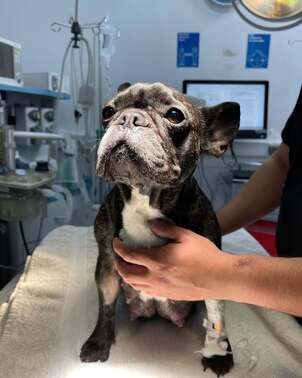 Cesárea de Fiona, tuvo 6 hermosos cachorros 🐶 Equipo médico a cargo de nuestro cirujano Dr. Jav