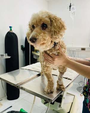 El es Max, paciente de Civavet quien viene a nuestra clínica por un procedimiento de electroqui