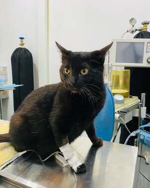 Ella es Kenia una bella gatita que acude a Civavet por su cesárea de urgencia. Equipo médico con (1)