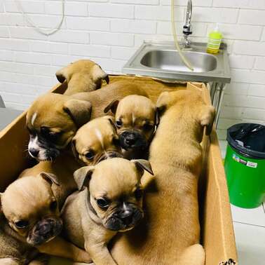 Estas preciosuras vienen a Civavet por sus primeras vacunas 😍😍😍Morimos de amor con estas tern