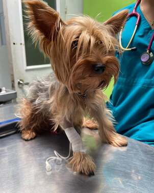 Simón en Civavet por cuidado urinario. Esperamos con todo nuestro equipo médico tu pronta mejorí