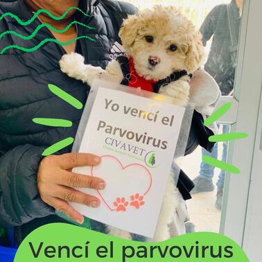 Somos muy felices como equipo cuando nuestros pacientes se recuperan💚🐾Gracias a las familias
