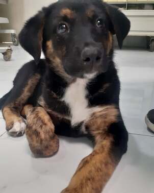 Y se fue nuestra hermosa Civita, gracias por tanto amor y ternura, te fuiste con tu nueva famili